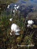 Eriophorum latifolium